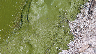 A U.S. City Just Granted Legal Rights to a Lake<em></em>